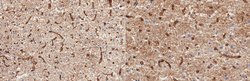 Aquaporin-4, Mouse anti-Human, Rat, Mouse, Clone: mCCD, Millipore Sigma:Antibodies:Primary
